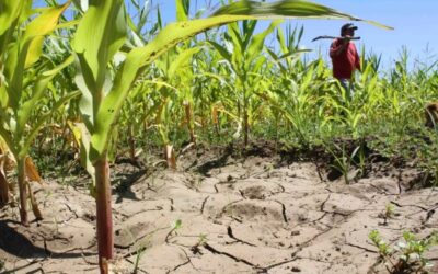Cambio climático afecta la agricultura global