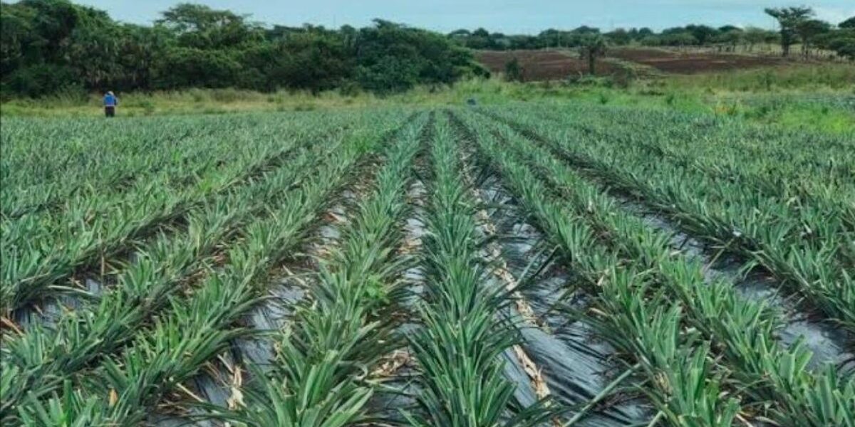 Crisis piña RD: Productores enfrentan desafíos