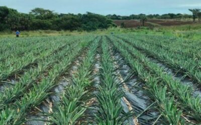 Crisis piña RD: Productores enfrentan desafíos