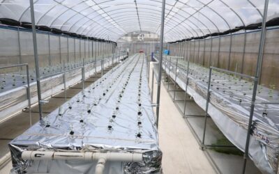 Cultivo en Constanza: producción agrícola nacional