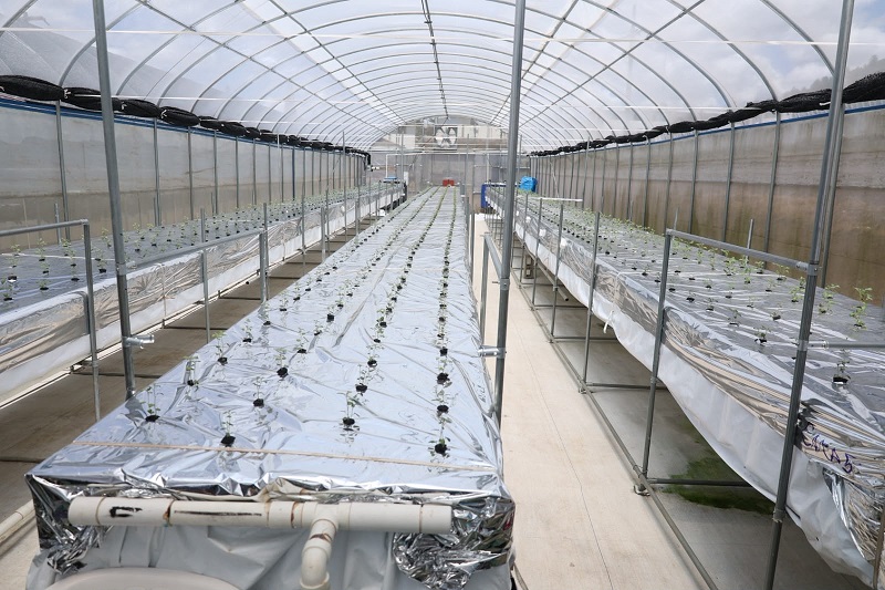 Cultivo en Constanza: producción agrícola nacional