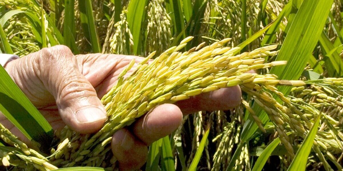 Disputa arroz RD-EEUU tras el DR-Cafta