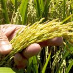 Disputa arroz RD-EEUU tras el DR-Cafta