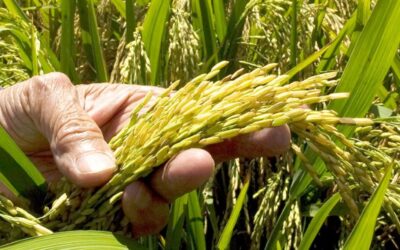 Disputa arroz RD-EEUU tras el DR-Cafta