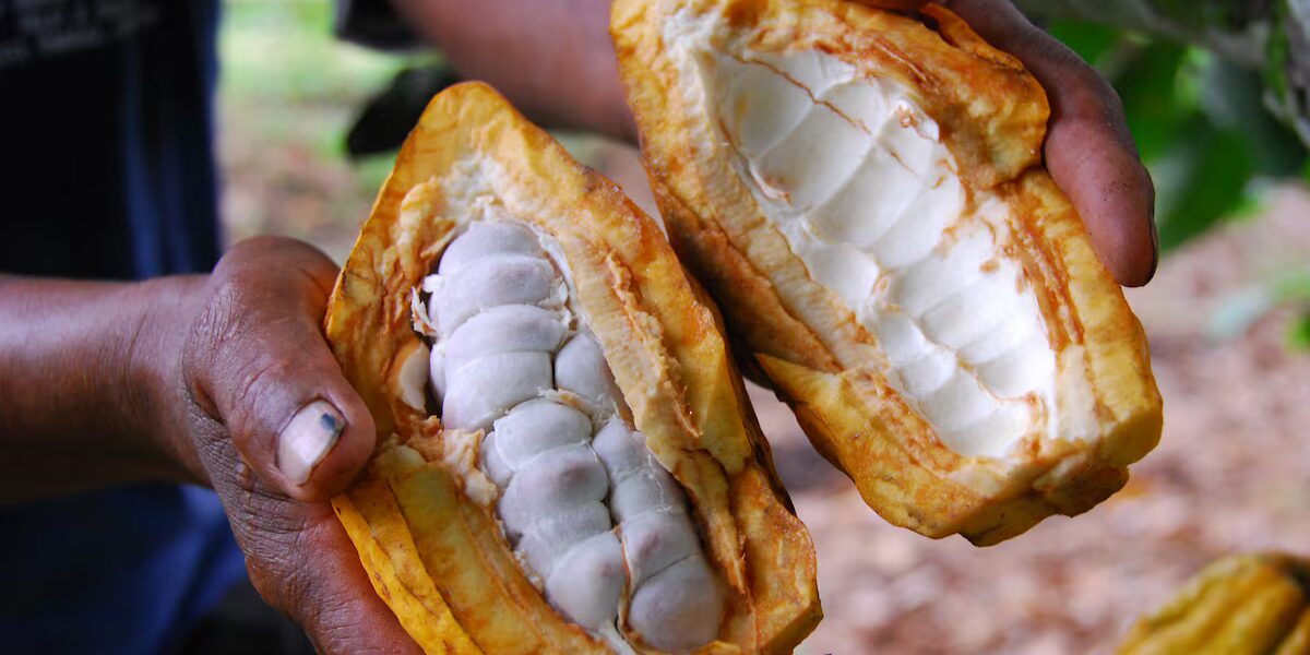 Exportaciones de cacao de Ecuador en 2026