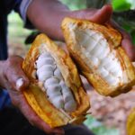 Exportaciones de cacao de Ecuador en 2026