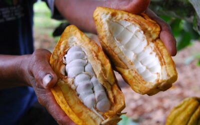 Exportaciones de cacao de Ecuador en 2026