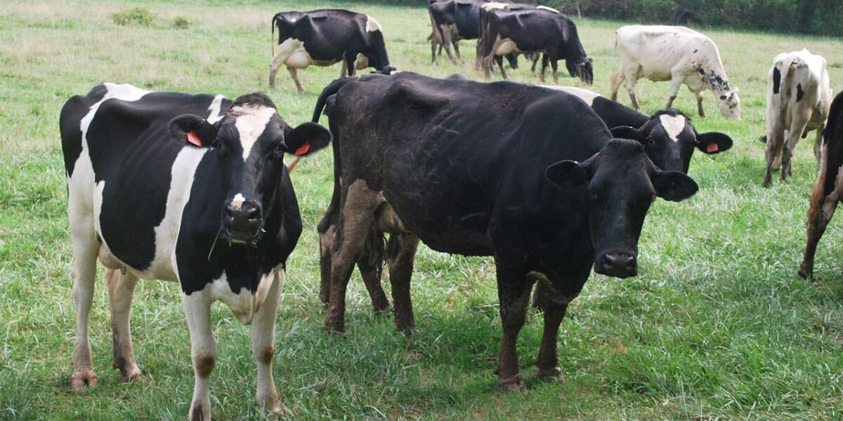 Ganadería en La Altagracia: producción de carne y leche