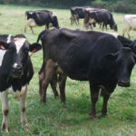 Ganadería en La Altagracia: producción de carne y leche