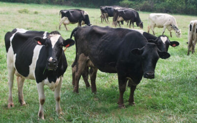 Ganadería en La Altagracia: producción de carne y leche