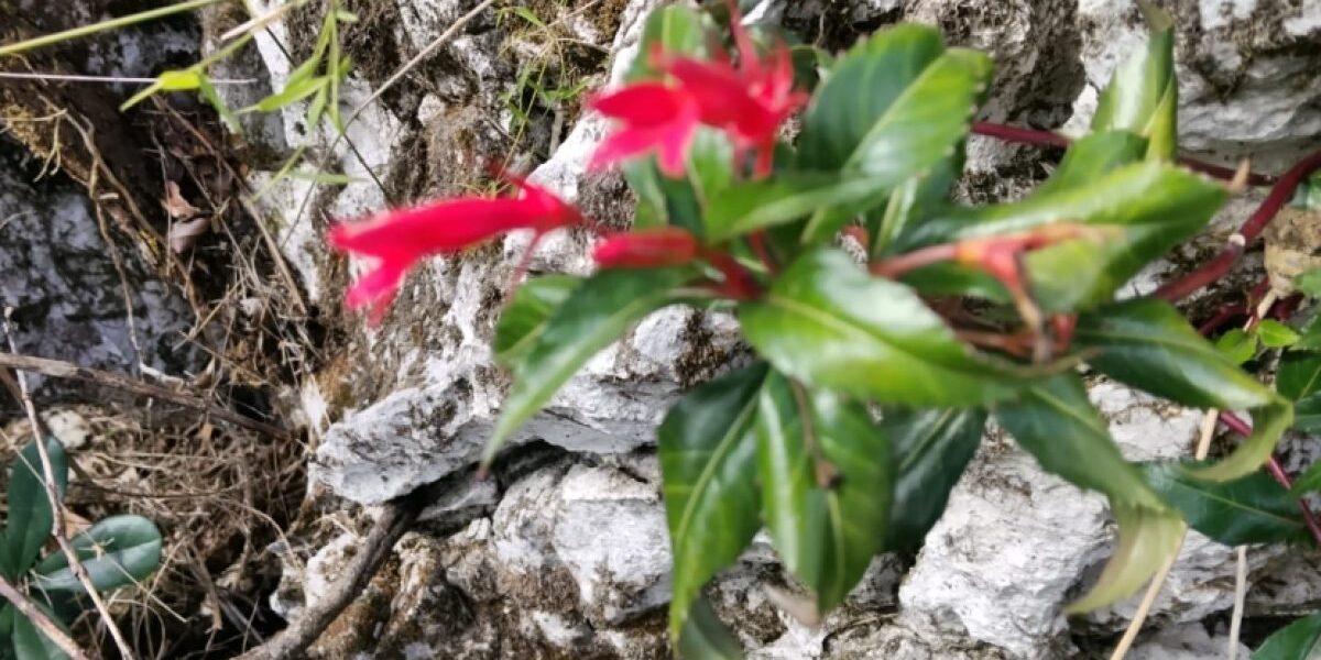 Planta endémica redescubierta en Haití, Siphocampylus leptophyllus