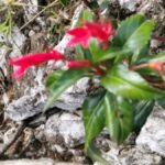 Planta endémica redescubierta en Haití, Siphocampylus leptophyllus