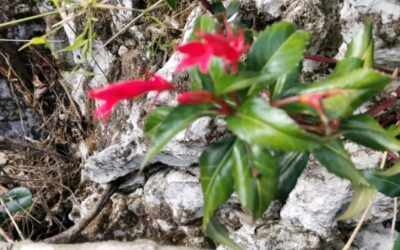 Planta endémica redescubierta en Haití, Siphocampylus leptophyllus