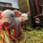 Granja de cerdos en crecimiento en Colombia en 2025